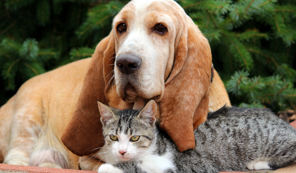 Un chien basset hound et un chat tigré allongés côte à côte