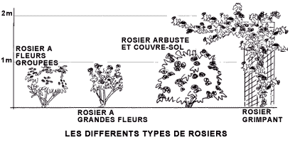 Comment et quand planter un rosier ?