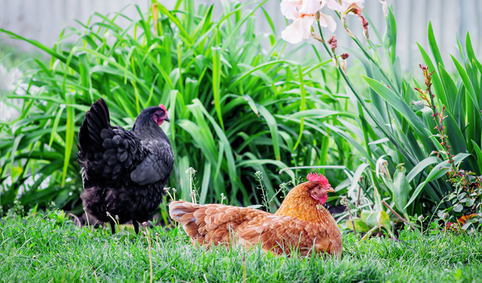 Avoir des poules apporte de la vie dans son jardin !