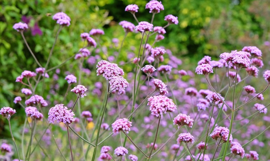 Les 13 meilleures plantes vivaces à planter au printemps Gamm vert — free download