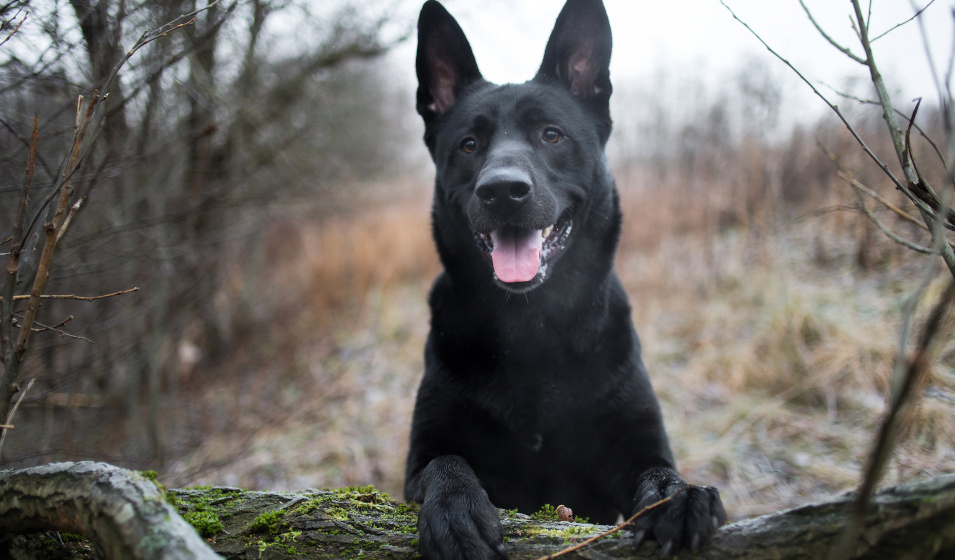Portrait d'un chien croisé noir heureux dans une forêt en automne