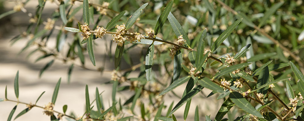 Phillyrea angustifolia