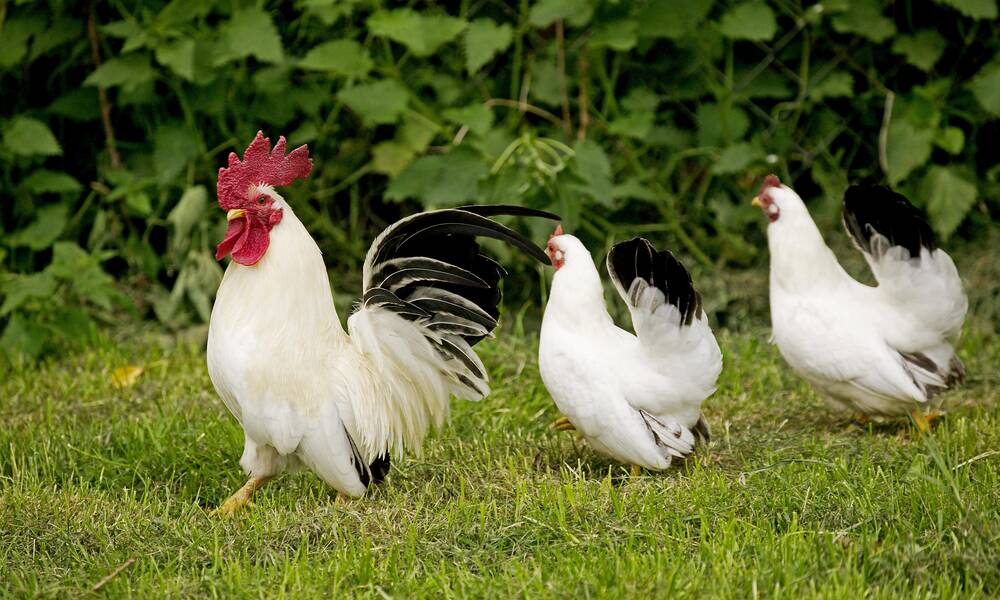 Poules et coq Chabo