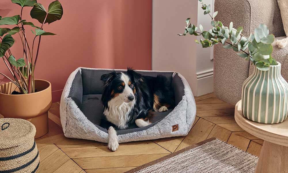 Aménager un espace cocooning à son chien pour l’hiver