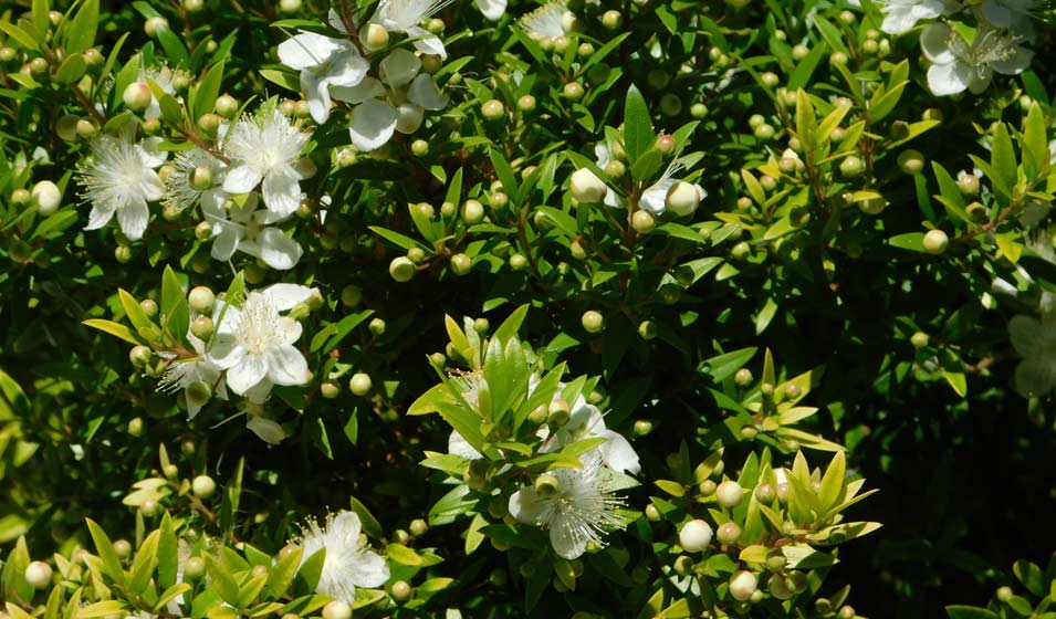 Les 15 meilleurs arbustes persistants adaptés aux jardins en bord de