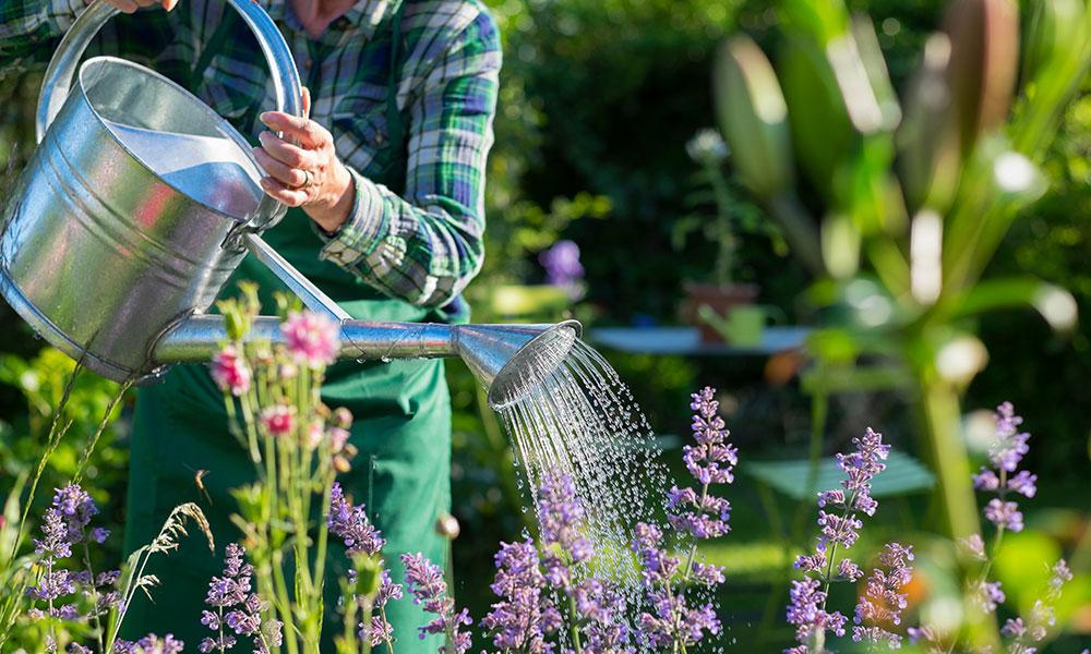  L'arrosage est essentielle pour vos plantes en jardinières tout l'année