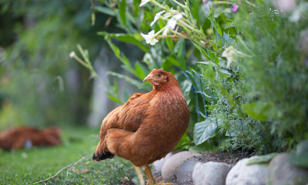 Vérifiez la présence de plantes toxiques dans le parcours de vos poules