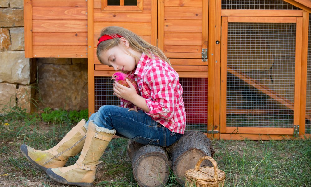 Privilégiez les races de poules calmes et affectueuses