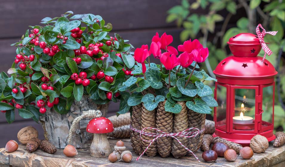 CYCLAMEN DES BOIS CYCLAMEN COUM VASE 9CM