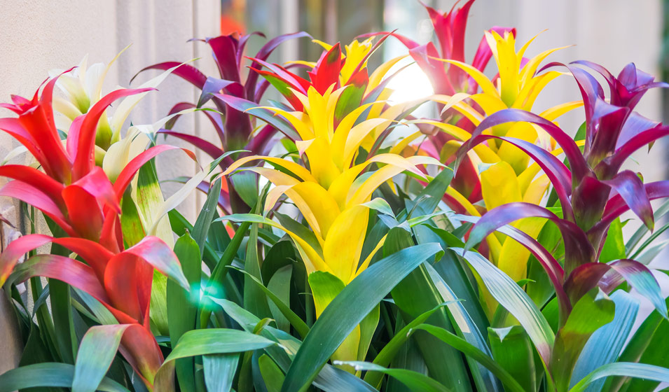 8 plantes d'intérieur colorées pour la maison Jardiland — free download