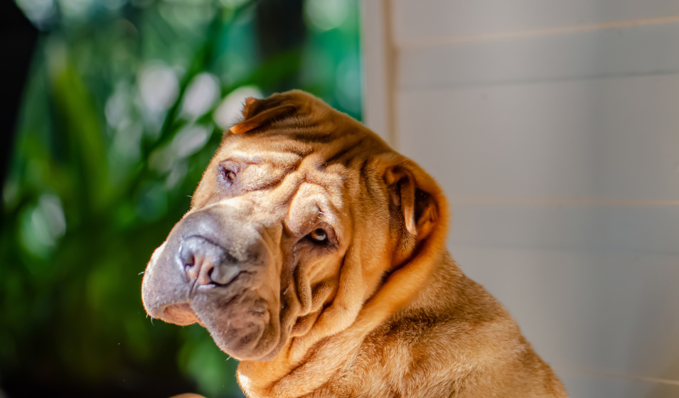 Gros plan sur un chien shar pei couleur fauve au soleil 