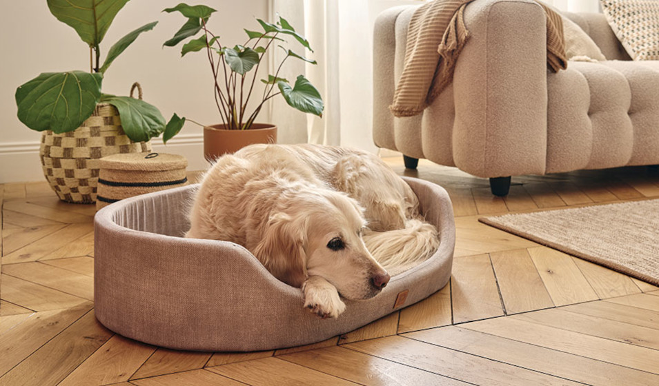Un chien golden retriever couché dans une corbeille couleur beige