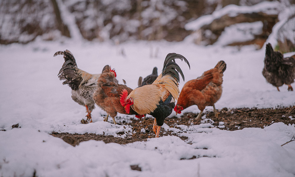 Surveillez vos poules en hiver peuvent tomber malades