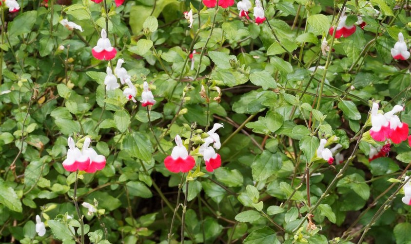 black chili pepper plant Black Pearl Ornamental Pepper
