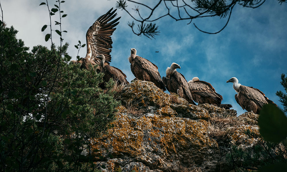 La Réserve de la biosphère du parc national des Cévennes
