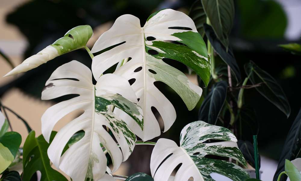 Monstera deliciosa ‘Variegata’, aussi appelé Monstera albo
