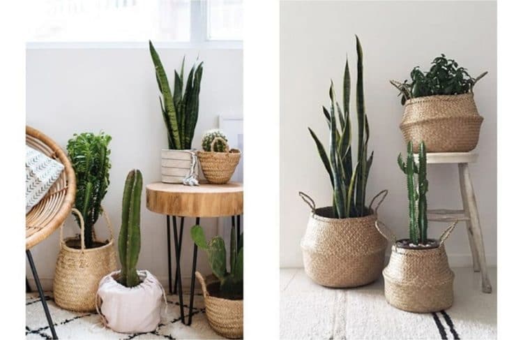 5 manires de sublimer les cactus dans votre intrieur - Jardiland