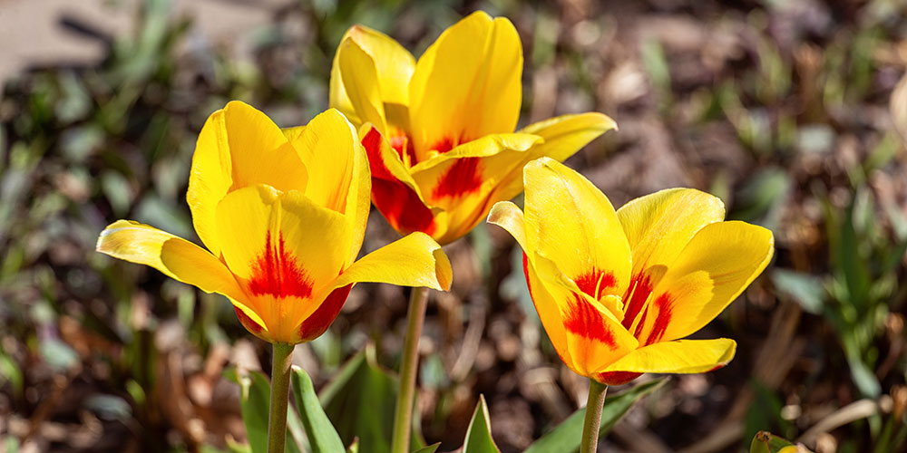 La tulipe botanique