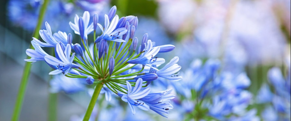 Agapanthe bleue