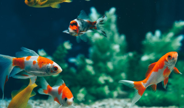 4 idées déco pour un aquarium de poissons rouges - Jardiland