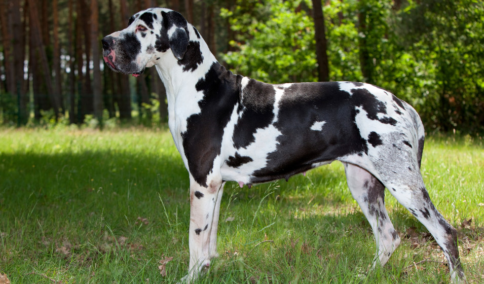 Un chien dogue allemand arlequin debout sur l'herbe