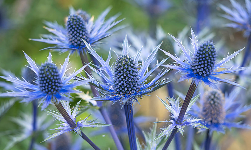 Laissez-vous surprendre par le chardon bleu qui apportera au jardin une beauté piquante et fascinante