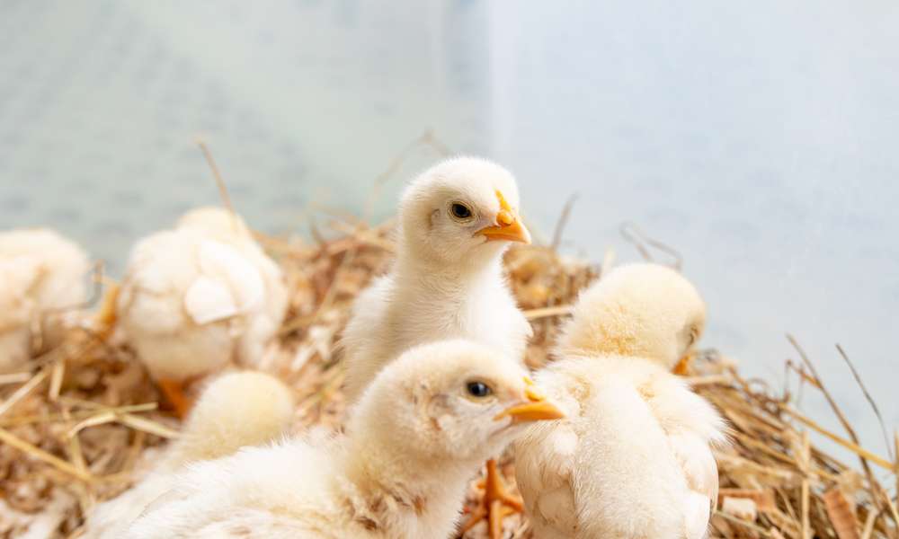 Une poussinière en plastique avec une litière épaisse