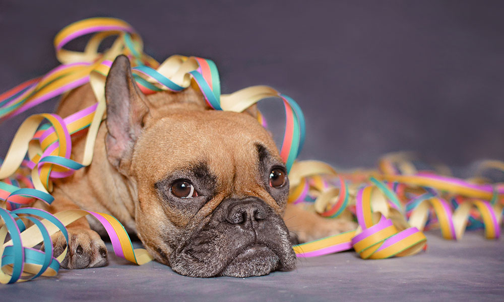 Jours de fête pour les chiens