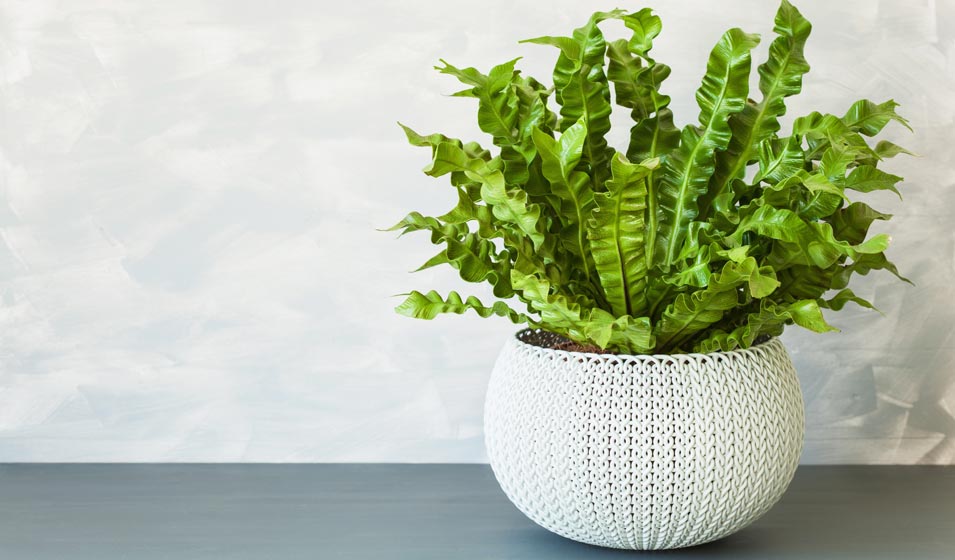 Quand Asplenium nidus fait son nid