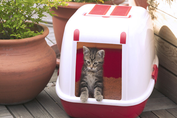 Un chaton gris tigré se tient à l'entrée de sa maison de toilette