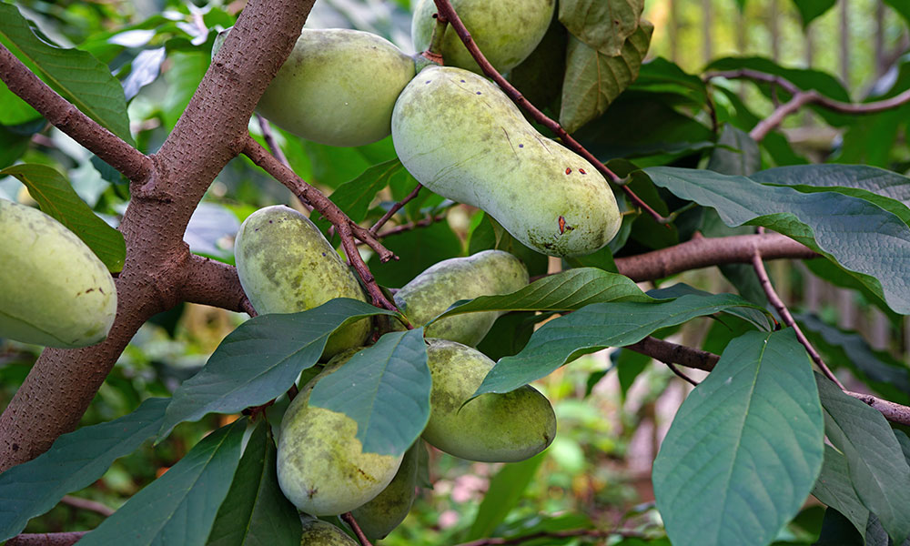 L'asiminier