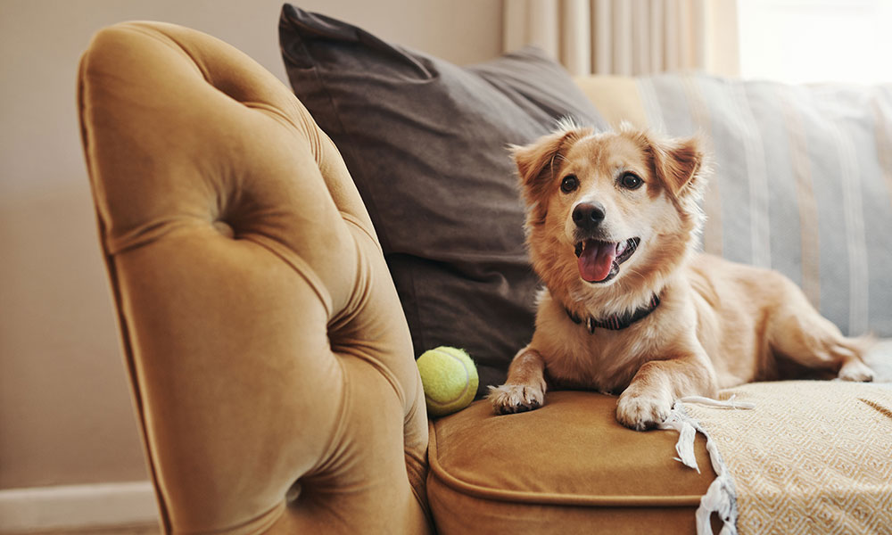 Comment occuper son chien pendant son absence avec des objets ?