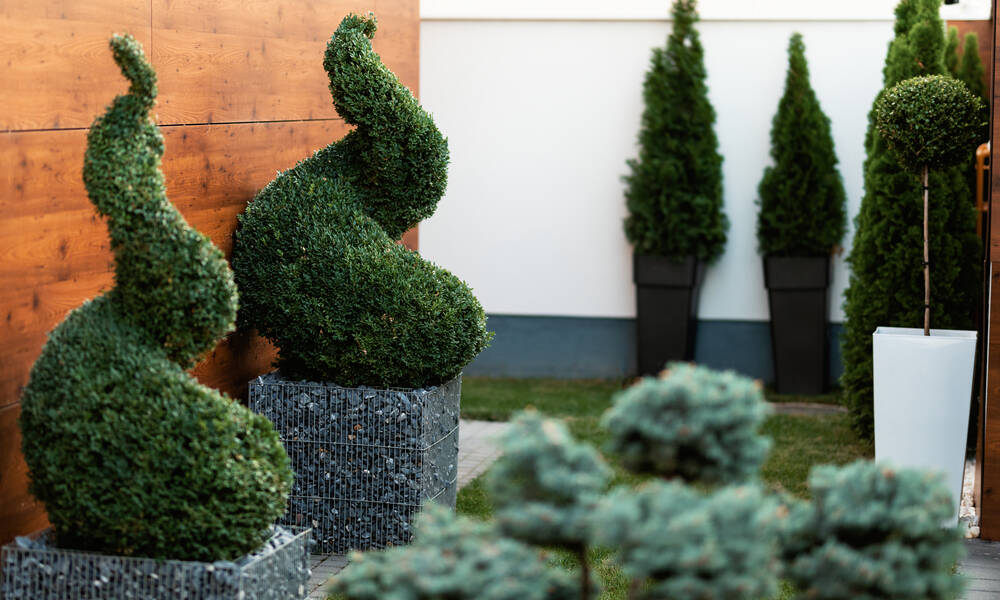 De beaux topiaires en spirales