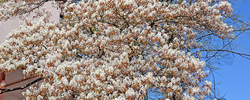 Amelanchier canadensis