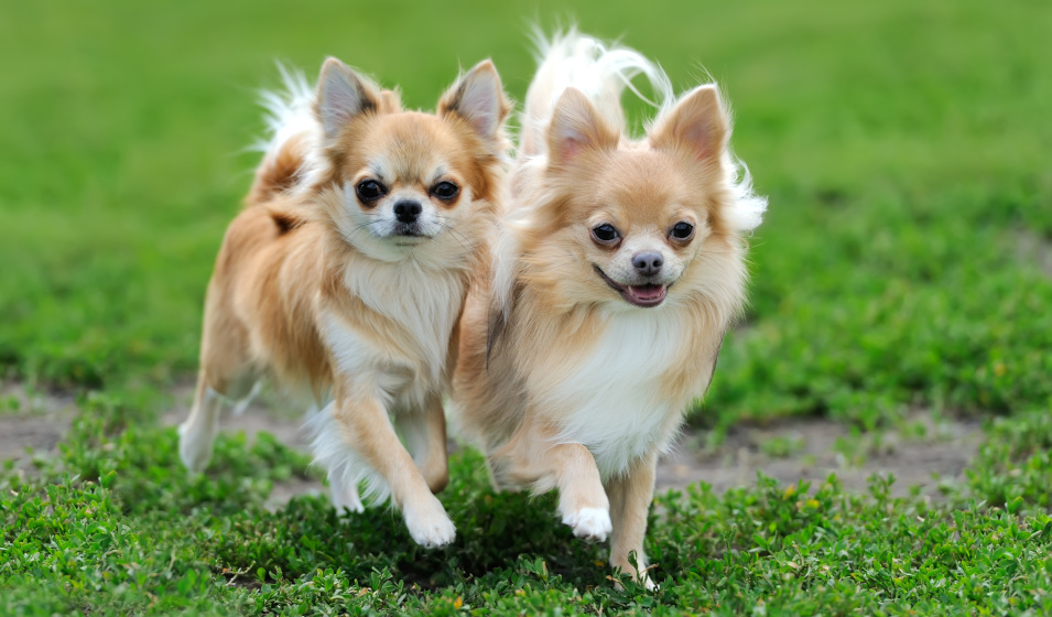 Deux chiens chihuahua à poil long marchent côte à côte