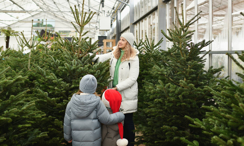 Chouette moment que celui de choisir un vrai sapin de Noël ! 
