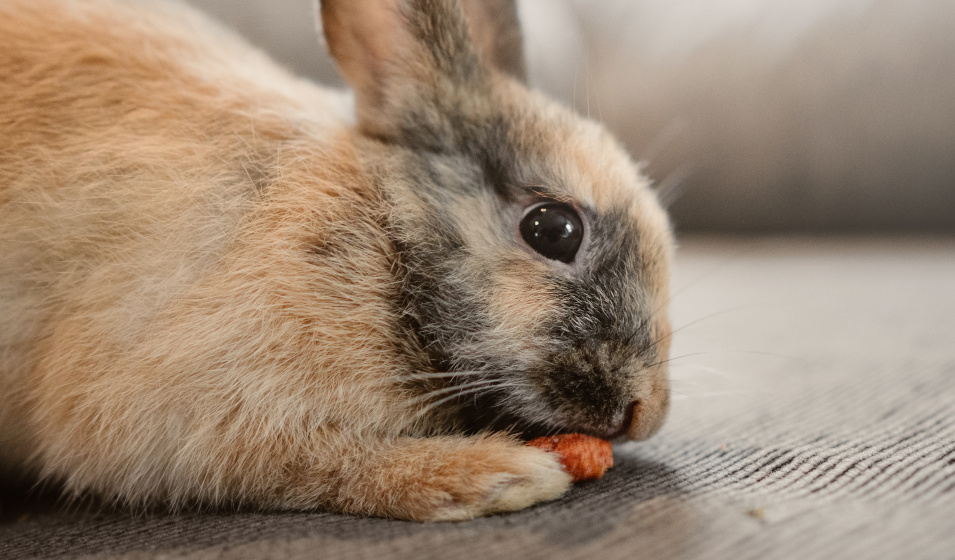 Plusieurs raisons expliquent la malpropreté chez le lapin nain