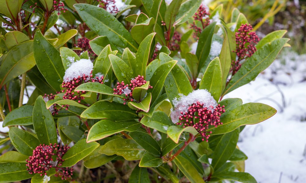 Le skimmia et ses belles baies colorées