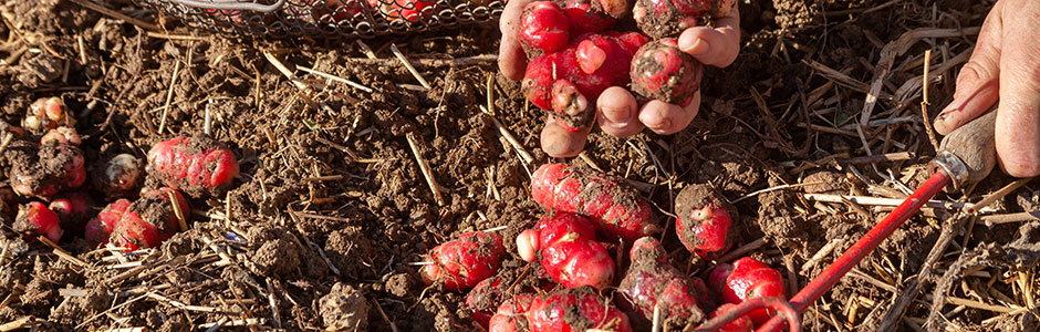 Oca du Pérou