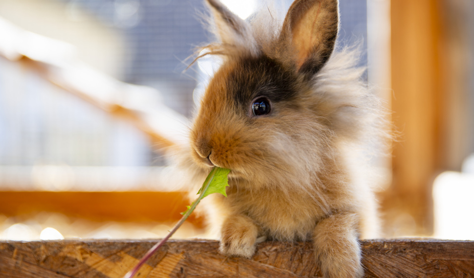 Bien sécuriser sa maison évite tout danger pour le lapin nain !
