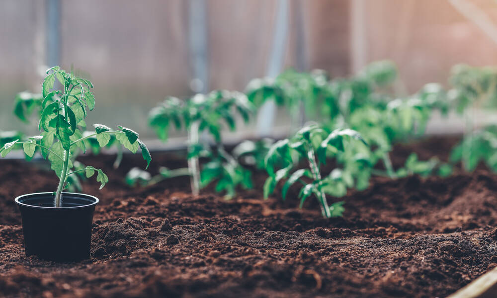 Sous serre, les tomates sont protégées du froid et de certaines maladies