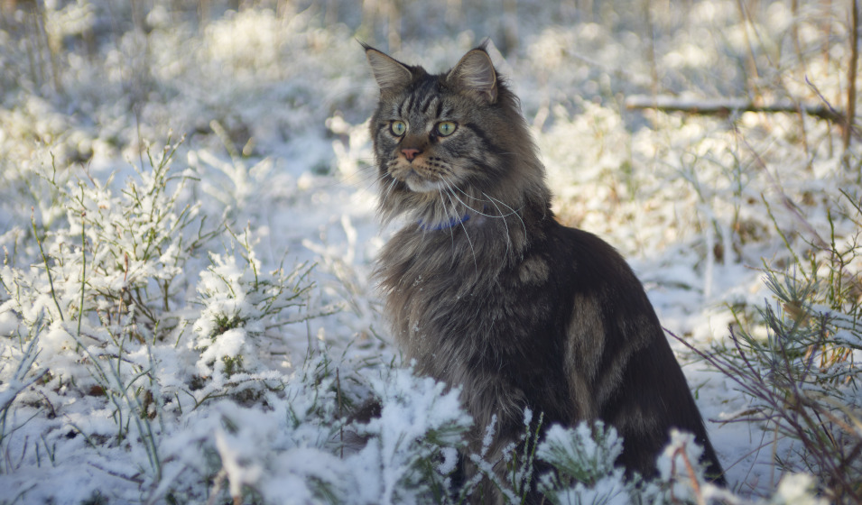 Le maine coon est un chat d'hiver qui aime le froid ! 