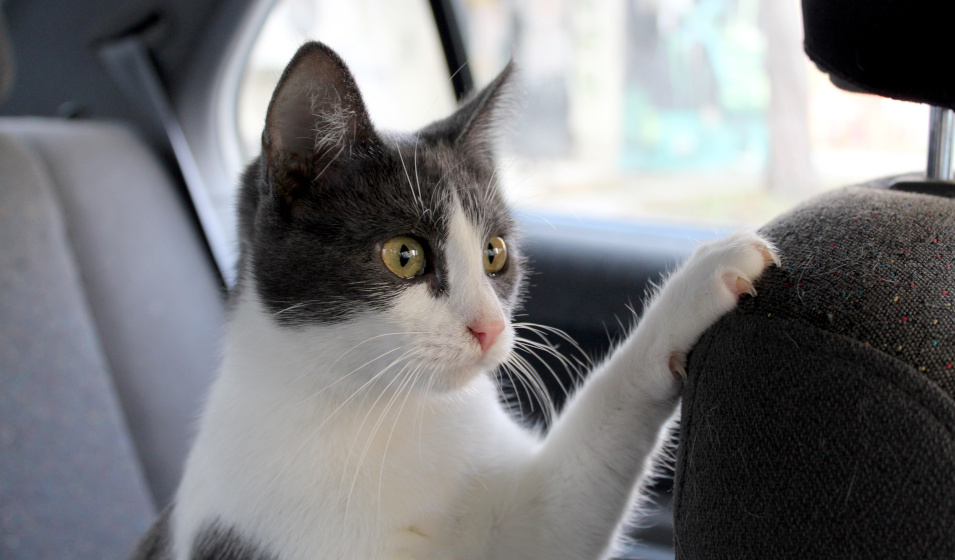 Une caisse de transport pour chat permet de voyager en sécurité 