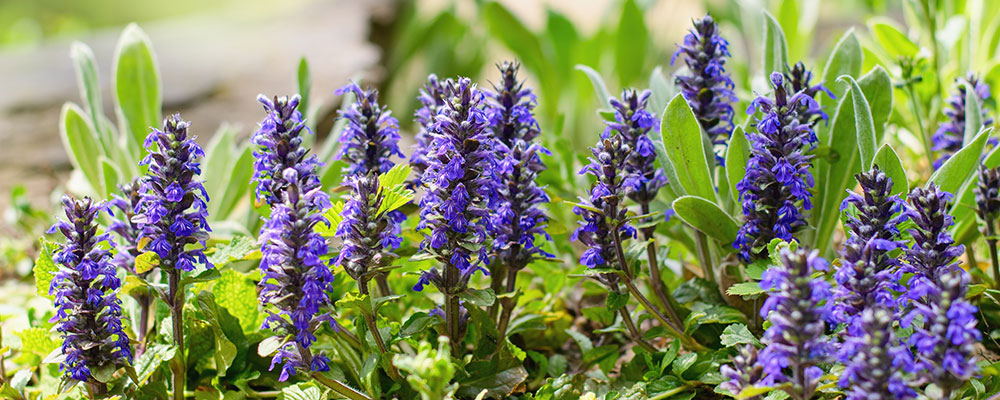 Bugle rampante