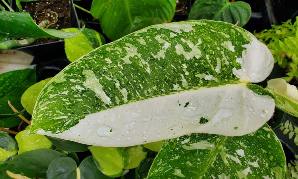 Les magnifiques feuilles du philodendron ‘Jose Buono’