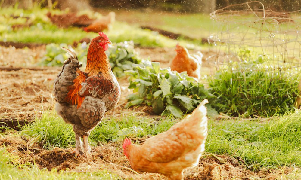 Les poules traquent les nuisibles, aèrent le sol, le fertilisent 