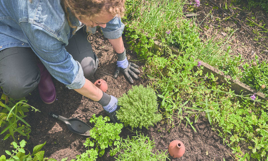 Les plantes doivent être installées autour de l’oya 
