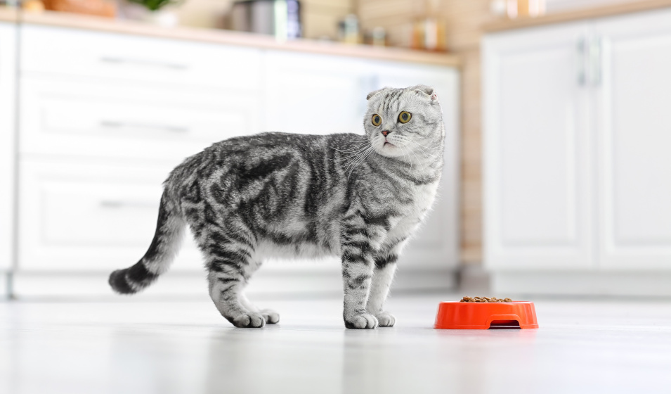 Un chat tigré gris debout dans la cuisine devant sa gamelle de croquettes 