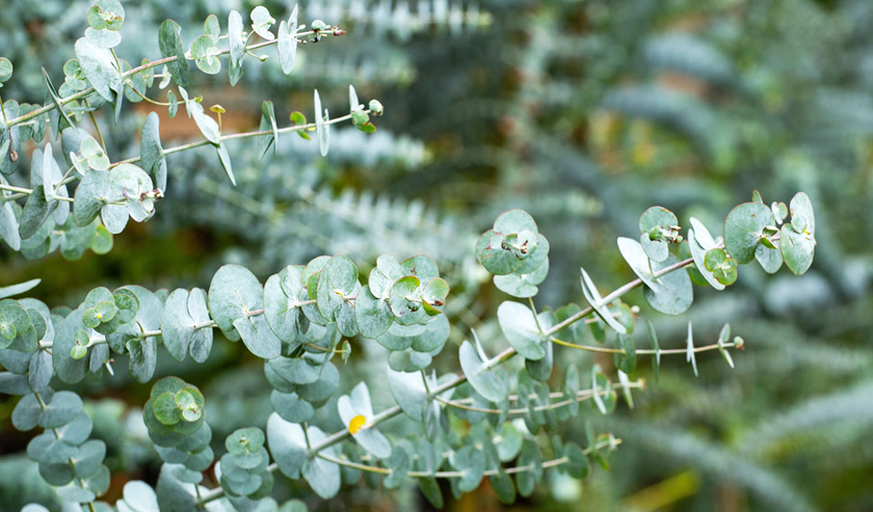 Eucalyptus : comment le planter et l'entretenir ?