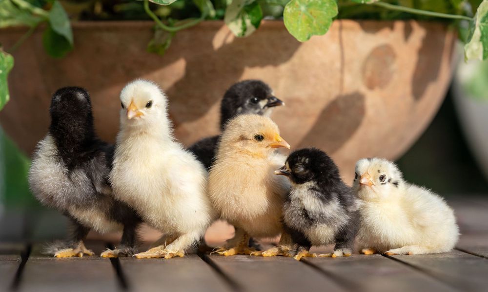 Les poussins s’habituent à l’extérieur pour se renforcer avant de rejoindre le poulailler